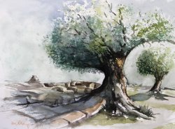 2011-02 olivenbaeume